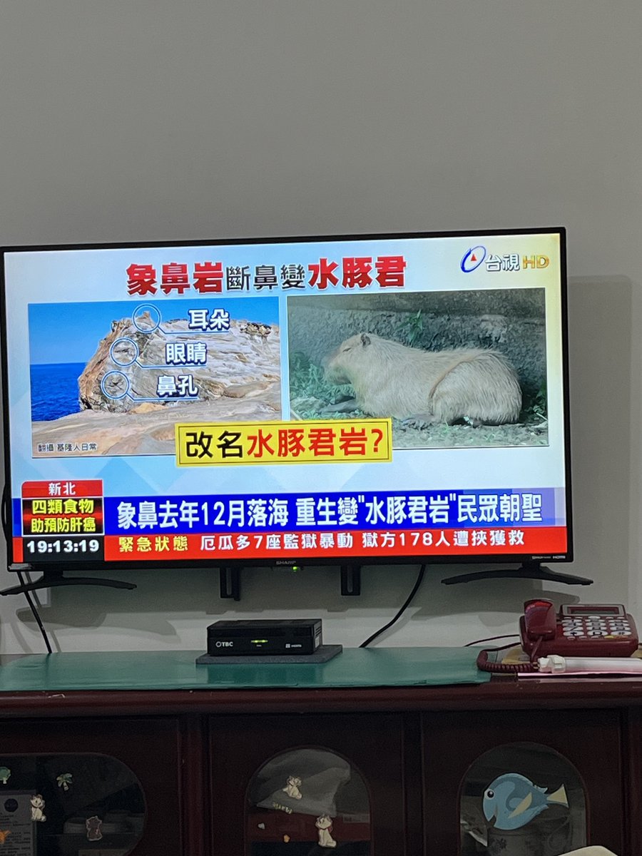 TricotC's tweet photo. 🇹🇼 Vous avez suivi l'élection présidentielle, mais avez-vous suivi LE GROS SUJET de société à Taïwan ?

Après son récent effondrement, faut-il renommer le rocher de la Trompe d'éléphant en rocher capybara ? https://t.co/EEsUeGoLuL