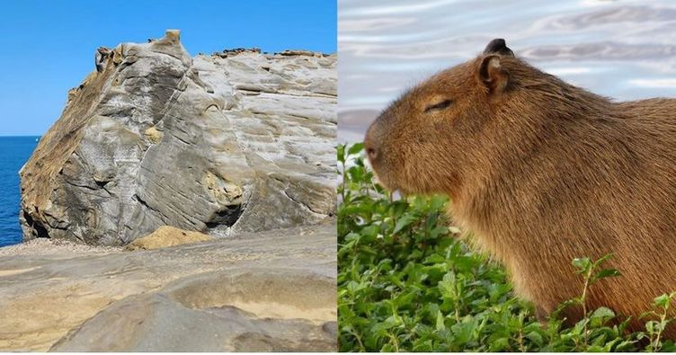 🇹🇼 Vous avez suivi l'élection présidentielle, mais avez-vous suivi LE GROS SUJET de société à Taïwan ?

Après son récent effondrement, faut-il renommer le rocher de la Trompe d'éléphant en rocher capybara ?