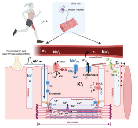 Niels Ørtenblad (@nortenblad) on Twitter photo Im happy to share our "century of exercise physiology" review on effects of exercise on skeletal muscle Na+, K+‑ATPase, Na+ and K+ ions, and on plasma K+ concentration. McKenna, Renaud, Ørtenblad & Overgaard. <a href="/MMcKennaiHeS/">Michael McKenna</a>
<a href="/SDUIOB/">Idræt og Biomekanik</a>
link.springer.com/content/pdf/10… Im happy to share our "century of exercise physiology" review on effects of exercise on skeletal muscle Na+, K+‑ATPase, Na+ and K+ ions, and on plasma K+ concentration. McKenna, Renaud, Ørtenblad & Overgaard. <a href="/MMcKennaiHeS/">Michael McKenna</a>
<a href="/SDUIOB/">Idræt og Biomekanik</a>
link.springer.com/content/pdf/10…
