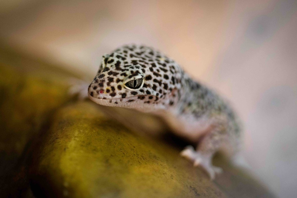 Balham Bumps&Babies tweet media