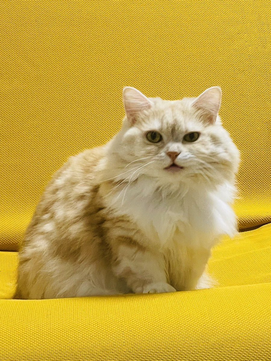 パッチ:「悪い顔もできるれし。」