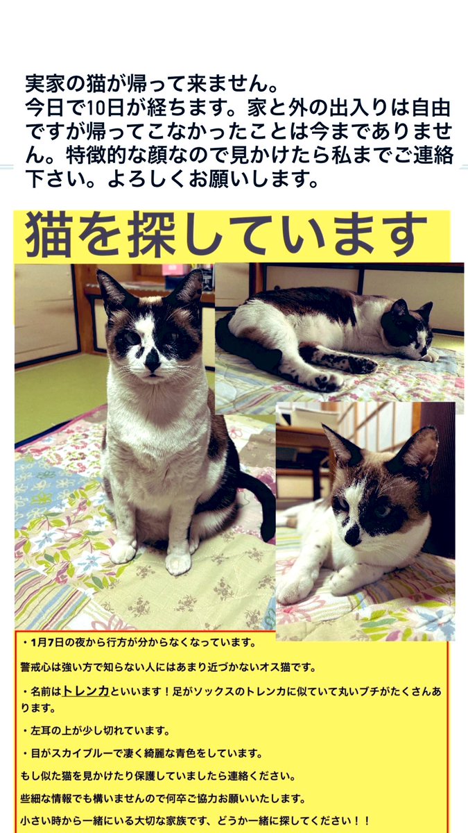 うちの実家の猫です。
いなくなった場所は市原市五井のココス付近です。
些細なことでもよろしくお願いします。