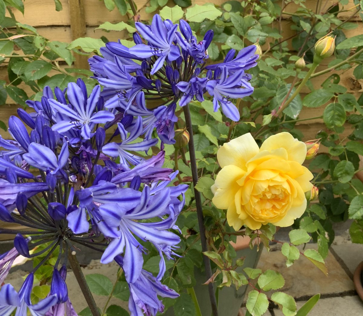 #ThrowbackThursday to July. ‘Poet’s Wife’ English #rose & Agapanthus - ‘Navy Blue’ I think. The snow has missed us here on the south coast, it’s bright & sunny but jolly cold! Have a good day everyone, please take care. #GardeningTwitter #GardeningX @loujnicholls @kgimson