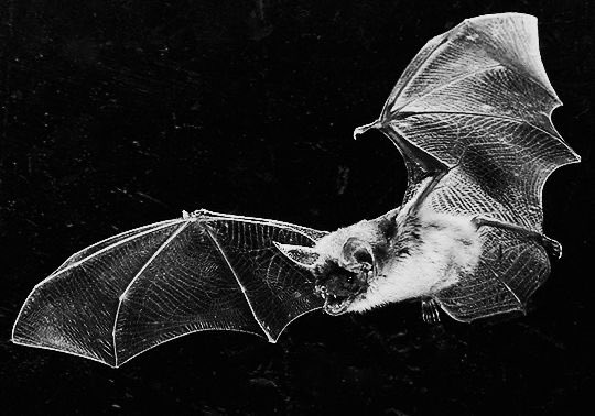 deadxelf's tweet photo. ࿇ children of the night https://t.co/UtXbaN3W7G