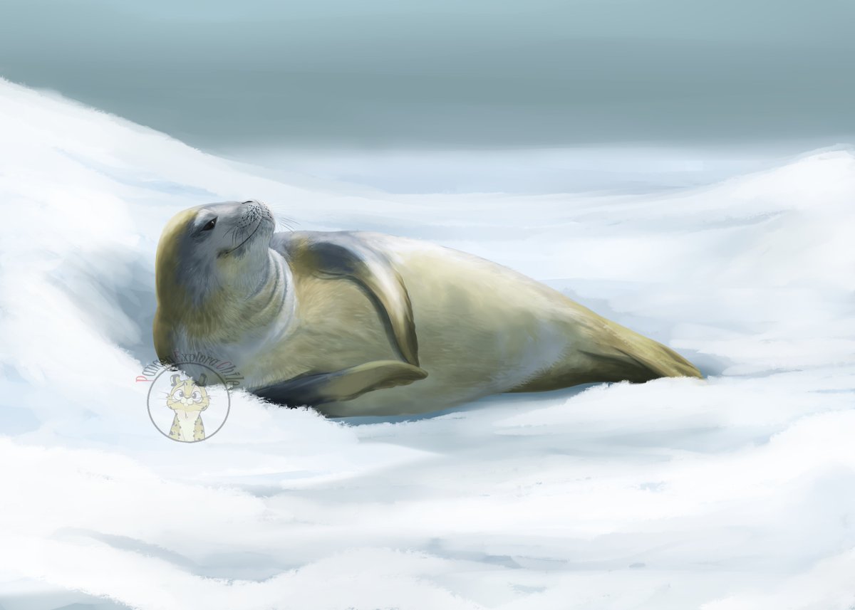 PangeaExplora's tweet photo. Lobodon carcinophagus - Foca cangrejera  #seal 
(Agosto 2020) https://t.co/Xp3ezWCVo7
