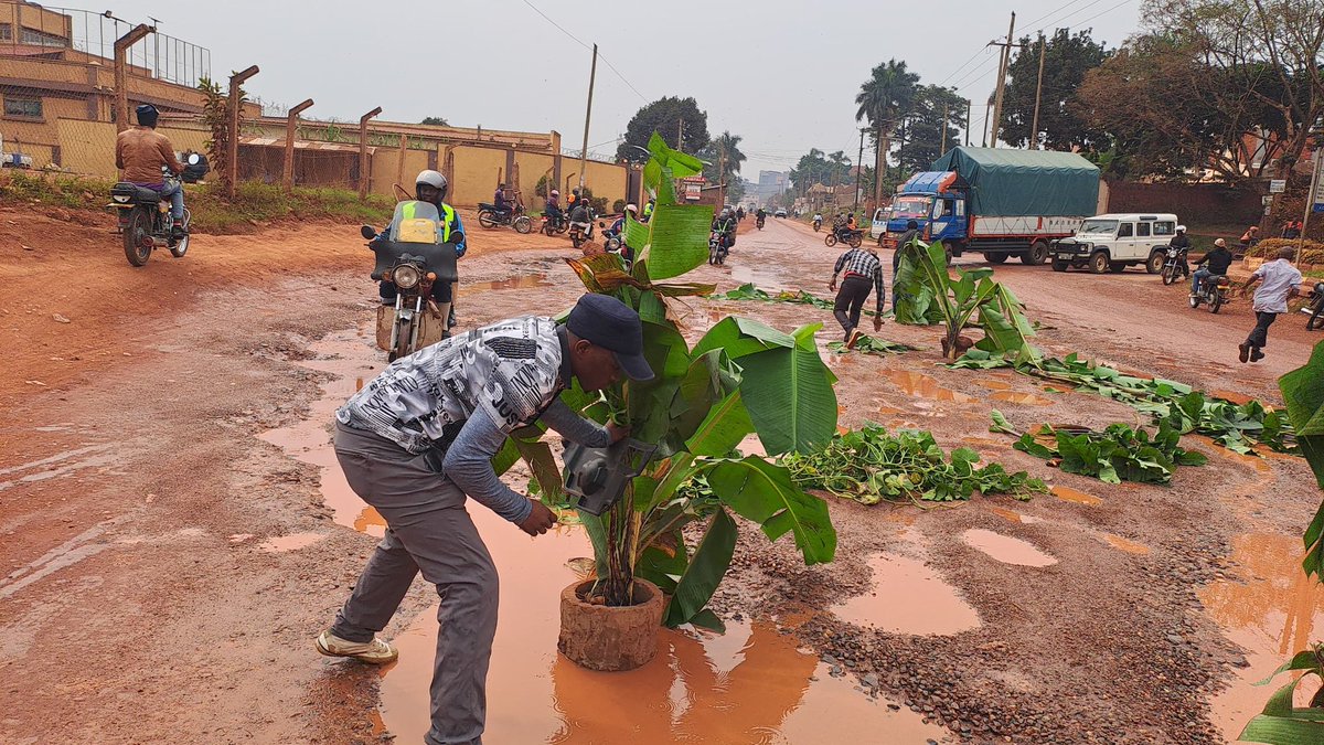 DavidLRubongoya's tweet photo. Operation #MakeKampalaABigBananaPlantation is on, until they fix the roads!!! 

#FixTheRoads
#UnitedForcesOfChange https://t.co/Q42sx6HtFf