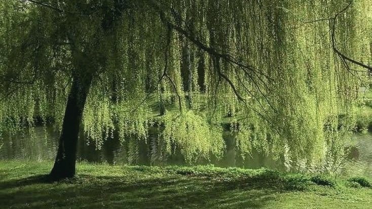 moodyonmoon's tweet photo. Weeping 🍃 https://t.co/cSGhgKQZA1