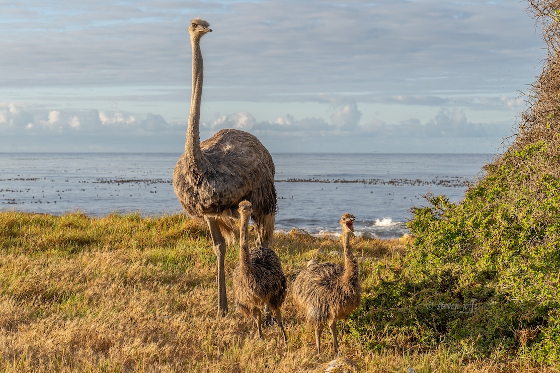 Cape Point Nature Reserve - Cape of Good Hope
Read more tinyurl.com/yj4rmetm about the Cape Point Nature Reserve, and find #wheretostay nearby.
📷 Steven Joffe
Post via Cape Town - The Most Beautiful City In The World!
#CapePointNatureReserve