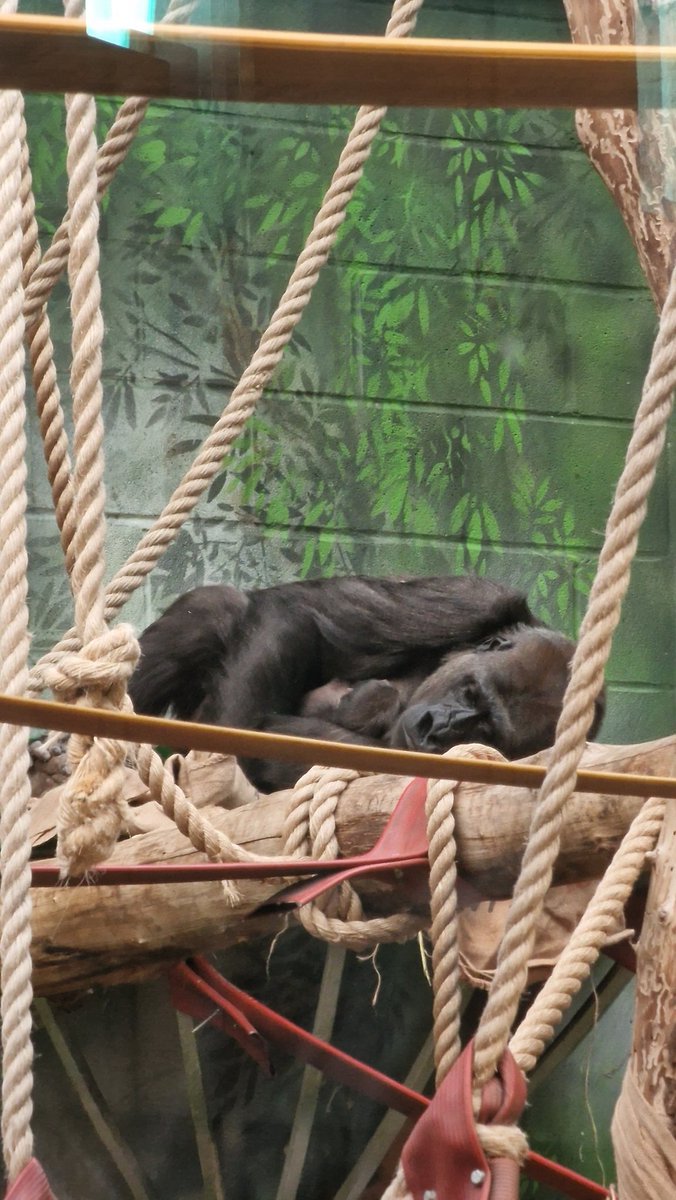 Arrived at <a href="/zsllondonzoo/">London Zoo</a> for the primate society conference, only to be told one of the gorillas just had a baby! So small! So sleepy! <a href="/PrimateSociety/">PrimateSocietyGB</a>