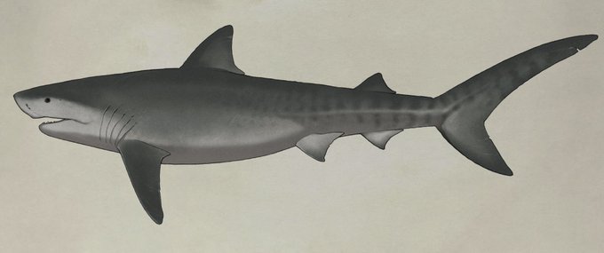 「shark whale」 illustration images(Latest)