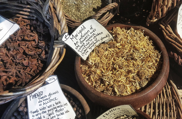 It's apothecary's #toolsofthetrade! Calendula officinalis, common marigold, has had various medicinal uses, including a cream for bee stings and a tincture for sores on cows' udders! Find medicinal marigold on our free digital guide from @bbgconnects! 👉oldoperatingtheatre.com