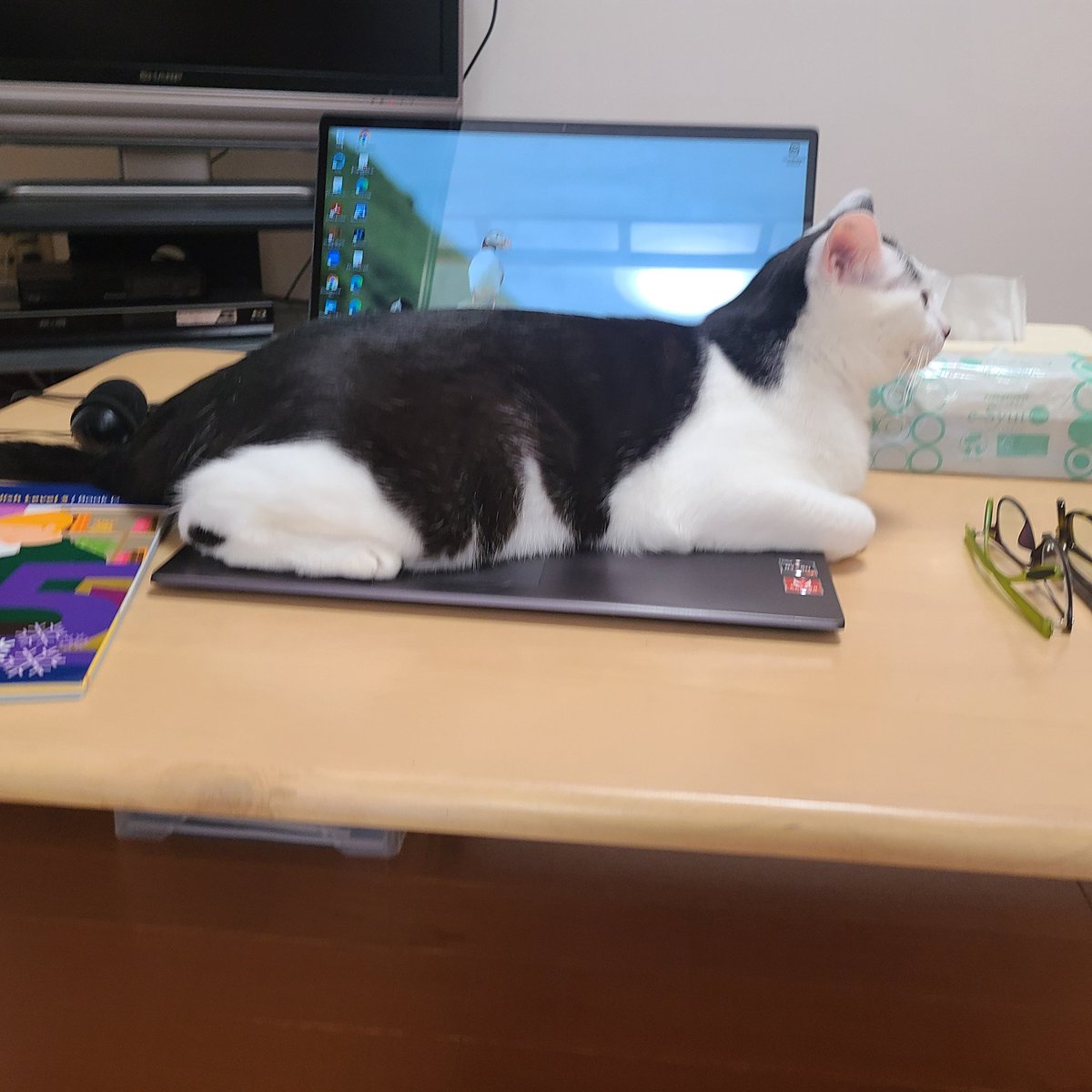 sachimaru_room's tweet photo. 完全に一体化。
開くと猫が飛び出すシカケ。
#うちのマミちゃん #うちのミィちゃん #猫のいる暮らし #猫好きさんと繋がりたい #CatsOfTwitter #cat #ねこ https://t.co/xN2AEAXdRk