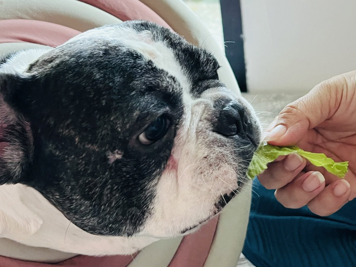 Boi getting some lettuce as reward for getting better