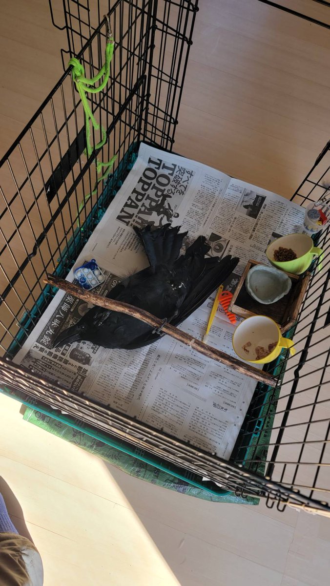 GPtao221's tweet image. お父さん、ちょっと待ってて！僕と遊びたいんだね🥴✨ 笑！きなこちゃん、あお向けネンネパターンꉂ🤣𐤔
 #今日のきなこ