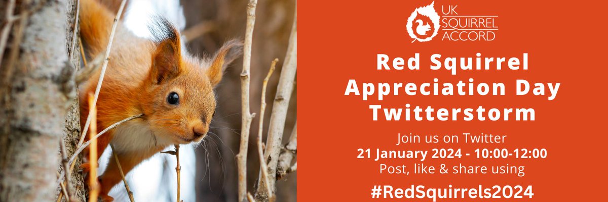 📢 Join @SquirrelAccord on Sunday 21st January for #RedSquirrel Appreciation Day 🌰🐿️ From 10:00 to 12:00, flood the timeline with love for our little forest dwellers using #RedSquirrels2024 🌳🐿️ 🌟 Don't squirrel this away - spread the news! 🔄