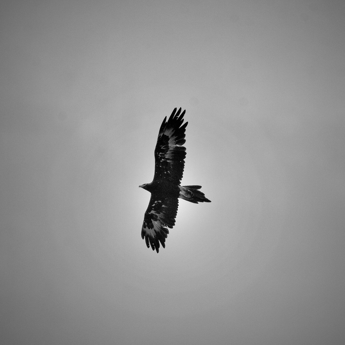 GPMooreEsq's tweet photo. Action ablur as this female Yellow-tailed black cockatoo evacuates from her afternoon feed as the Wedge tailed eagle alarms are rung.
#wildoz #ozbirds #yellowtailedblackcockatoo #gembrook https://t.co/auCxtUGclf