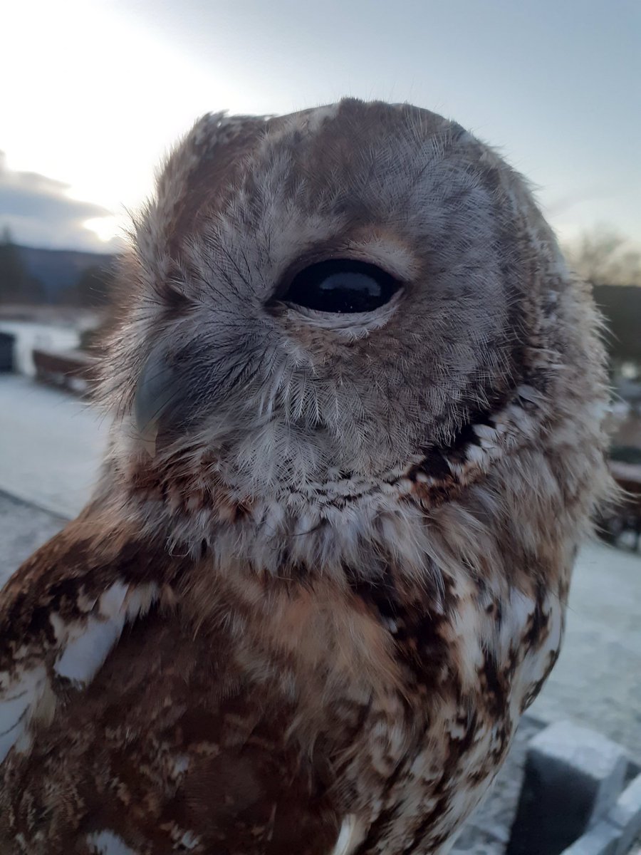 Keeping an eye on the tree felling behind the back field, that’s a Tawny Owl not impressed look! #lochawe #lochawefalconry #falconrylochawe #tawnyowl #eredinevillage