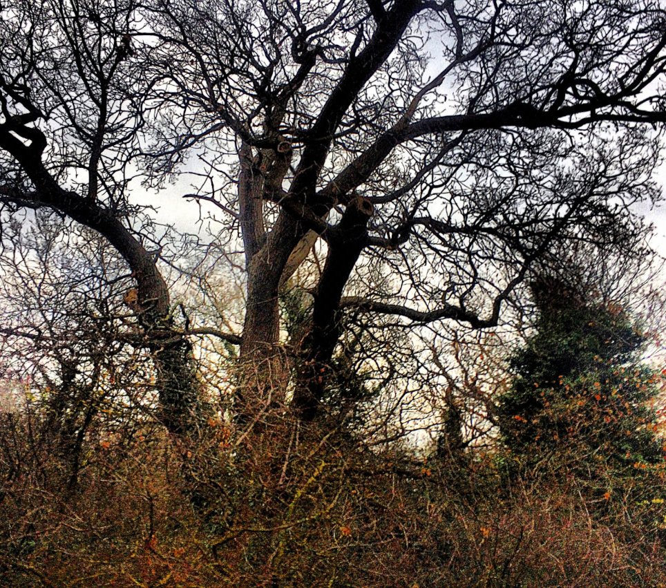 I am a witch. I do not fear the places where the land growls, but I do respect them. I will not swerve away from where the land tells its anger, but rather I will listen to its outrage. – #EmilyBanting, 1982 #Witchcraft