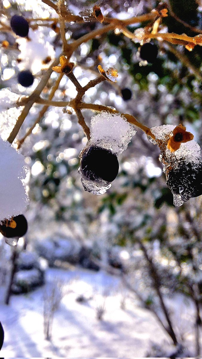 [📷 #photo] Tellement contente 😍 , il a neigé à Reims. 

#snow #photooftheday