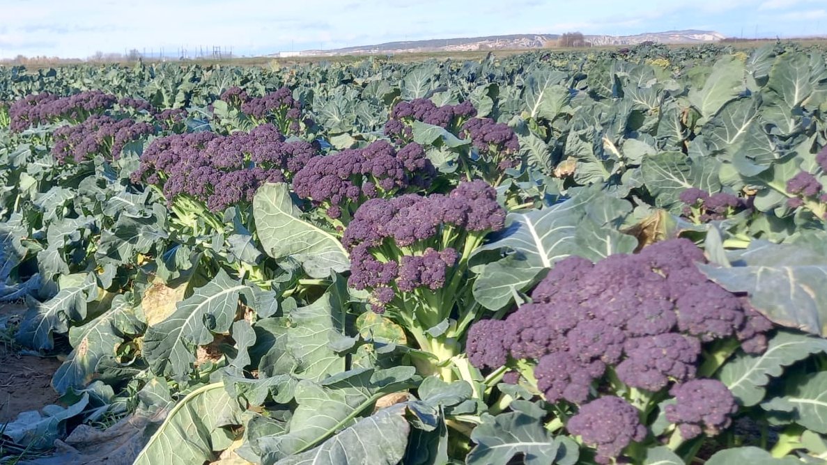 IntiaSa's tweet photo. Día de cosecha de #brócoli en nuestra finca de #Cadreita.

Ensayo de 24 variedades que fue plantado el 15 de septiembre, y en él también se analizan distintos ciclos de cultivo.

En imagen, brócoli del tipo #bimi con cabezas violetas y floretes alargados.

#LIFE_IP_NAdapta_CC https://t.co/dkzG6HC96s