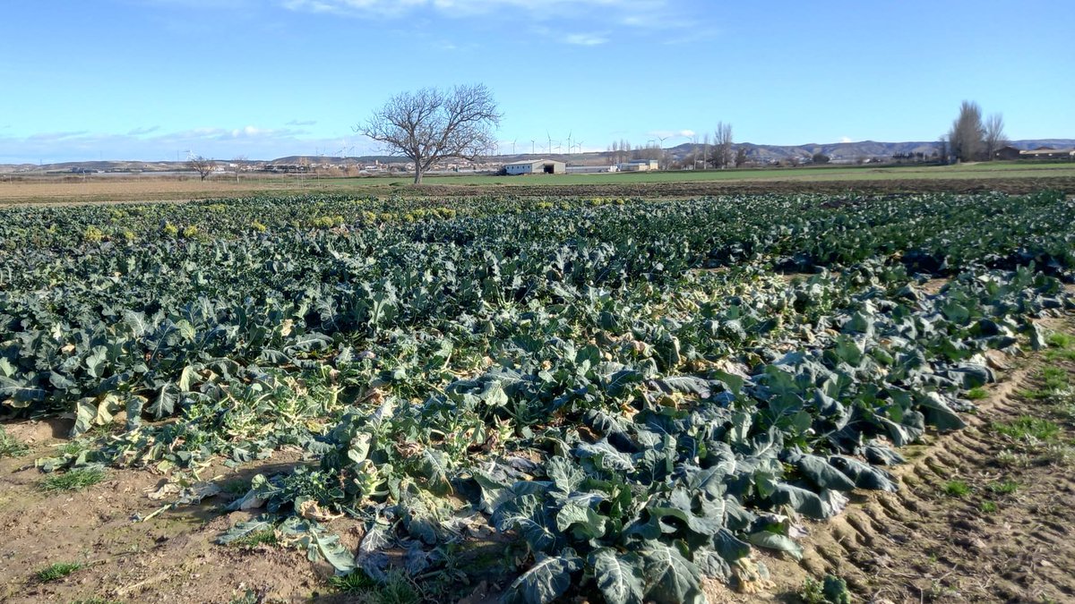 IntiaSa's tweet photo. Día de cosecha de #brócoli en nuestra finca de #Cadreita.

Ensayo de 24 variedades que fue plantado el 15 de septiembre, y en él también se analizan distintos ciclos de cultivo.

En imagen, brócoli del tipo #bimi con cabezas violetas y floretes alargados.

#LIFE_IP_NAdapta_CC https://t.co/dkzG6HC96s