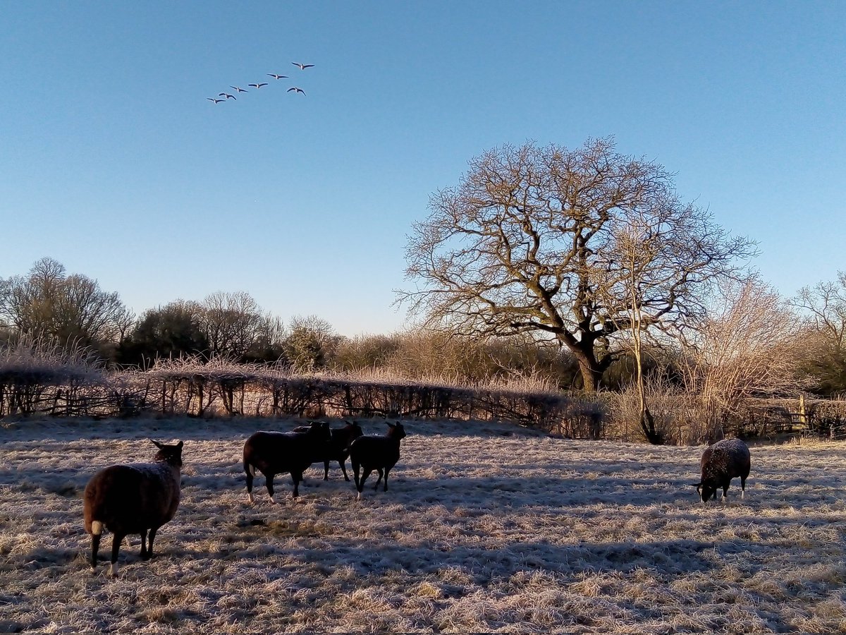 Beautiful, if a 'little' chilly morning down on the farm.  The sort of day you want a warm, insulated woolly coat.  The sort that you can sleep outside in, the frost settles on the top and doesn't melt until the sun shines on it!