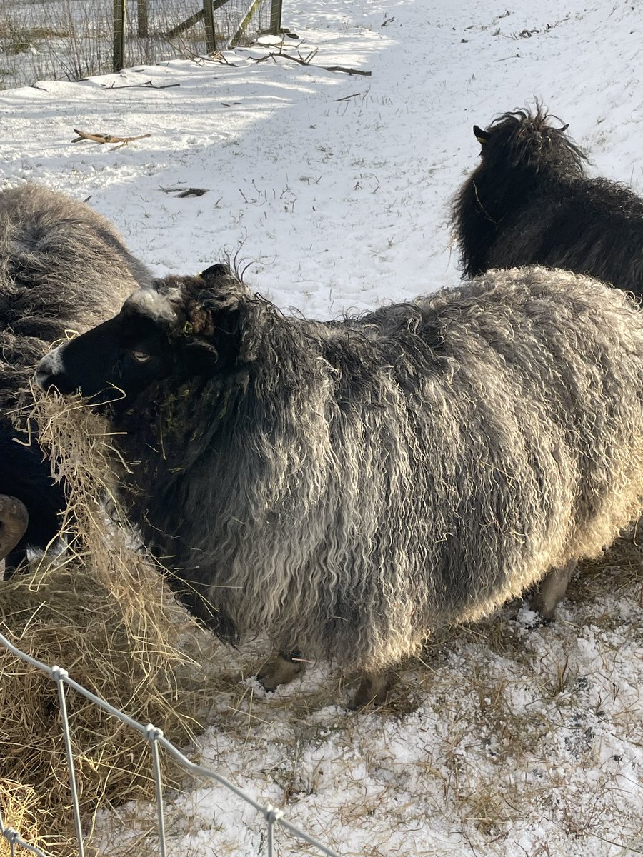 Welsh Organic Tannery 🐏🐐 tweet media