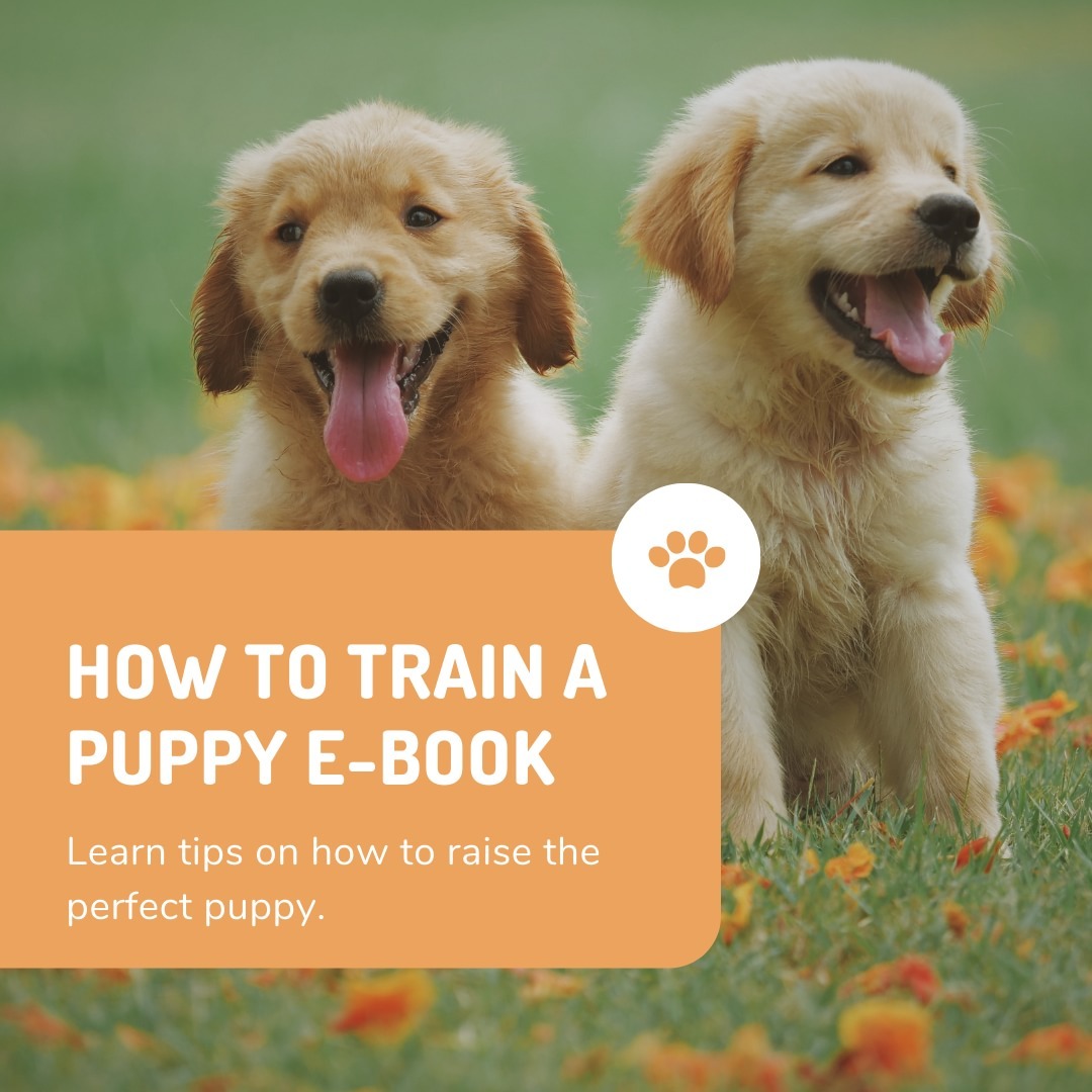 GwgGuide's tweet photo. HOW TO TRAIN A PUPPY is an e-book that will help dog owner to learn tips on how to raise the perfect puppy, learn to train your dog to be a well-behaved canine companion

Learn more 📍  https://t.co/4AHyuHXduS

#dog #AnimalLover #AnimalLovers  #Motivation #motivational #thursday https://t.co/wrKWayRJes