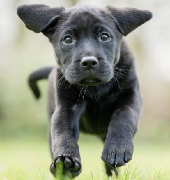 1stHardingstone's tweet image. Mercia Cubs  created delicious treats that were sold at our Carol Concert. The money raised has Sponsored beautiful Wish, a puppy for @HearingDogs who will help transform the life of a deaf person. 
#hearingdogsfordeafpeople  #deafawareness #community #fundraising #hardingstone