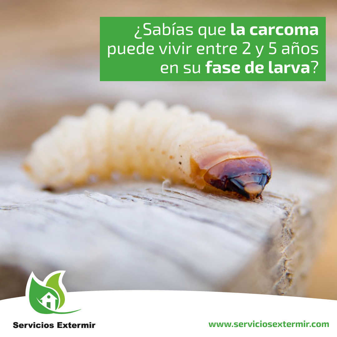 SExtermir's tweet image. ¿Sabías que la carcoma puede vivir entre 2 y 5 años en su fase de larva 😯?

Esto hace que tenga un gran poder destructivo, al atacar la madera 🪵 durante un tiempo tan prolongado.
serviciosextermir.com