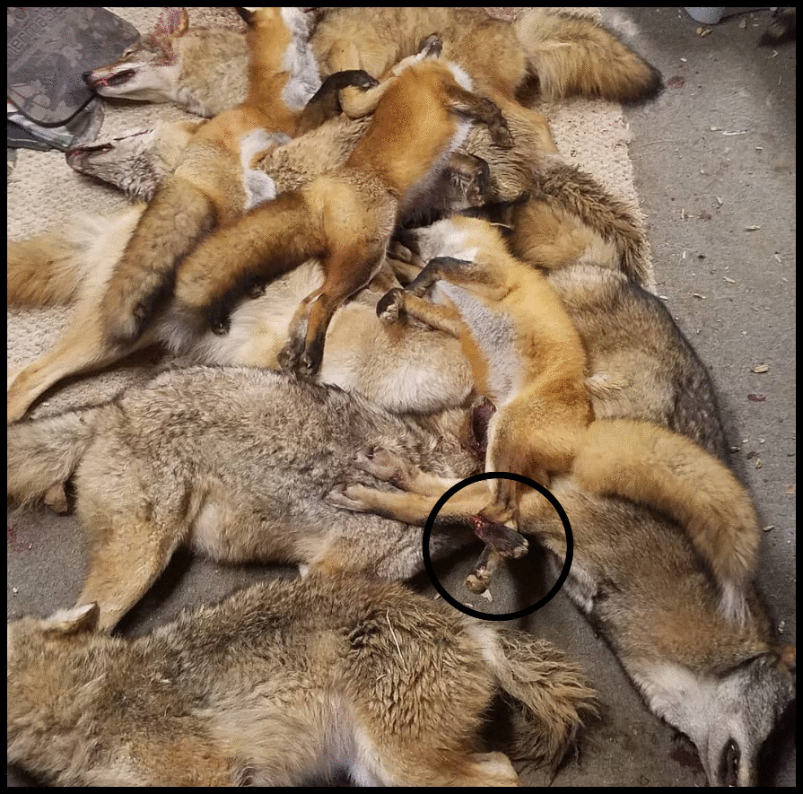 Trappers consider coyotes/foxes vermin and thus their lives mean nothing. Here is a haul of animals which will be skinned or just tossed. In the circle you can see an injury likely from the trap. This is all inhumane.  #BanTrapping #CompassionOverKilling