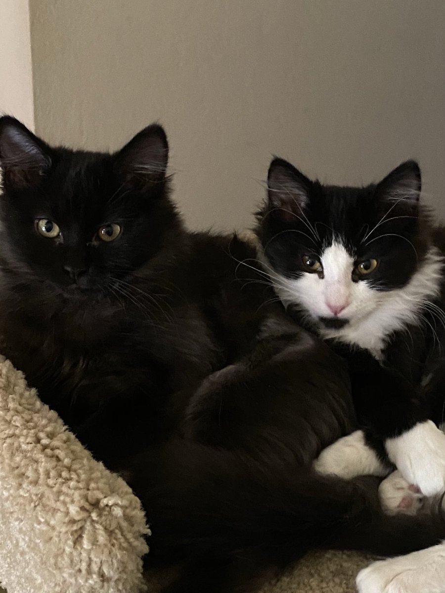 A little over 3 years ago we adopted sisters Sabrina & Sally. This is one of the first photos we took with our sweet❤️❤️ cuddling together.☺️ #ThrowbackThursday #Cats #AdoptDon’tShop #CatsOfX