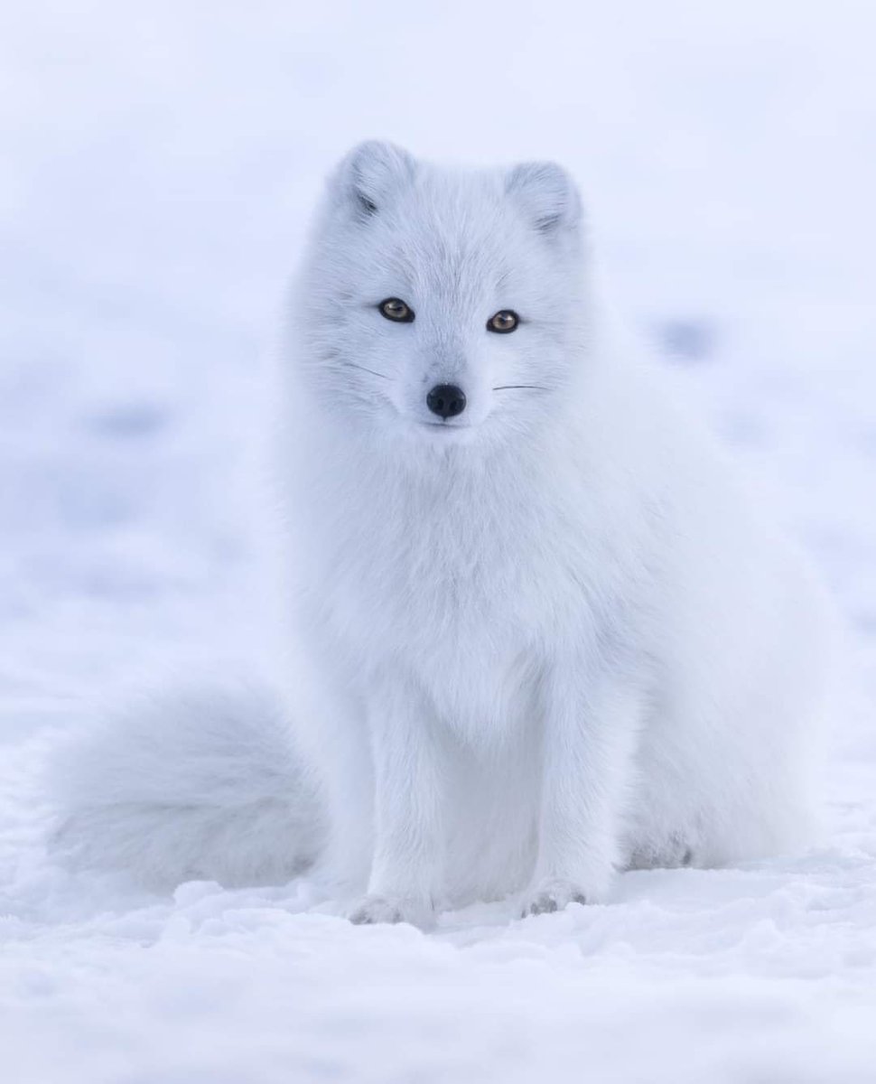 InformaCosmos's tweet photo. Este zorro a primera vista podría parecer que tiene albinismo, pero en realidad ese es su color, el blanco. Se trata de un zorro ártico (Vulpes lagopus), un cánido que habita en la zona norte de Norteamérica, Europa y Asia.

Curiosamente durante el verano este pelaje grueso blanco (que lo protege de las bajas temperaturas de invierno) desaparece y da paso a un pelaje corto de color gris-pardo.