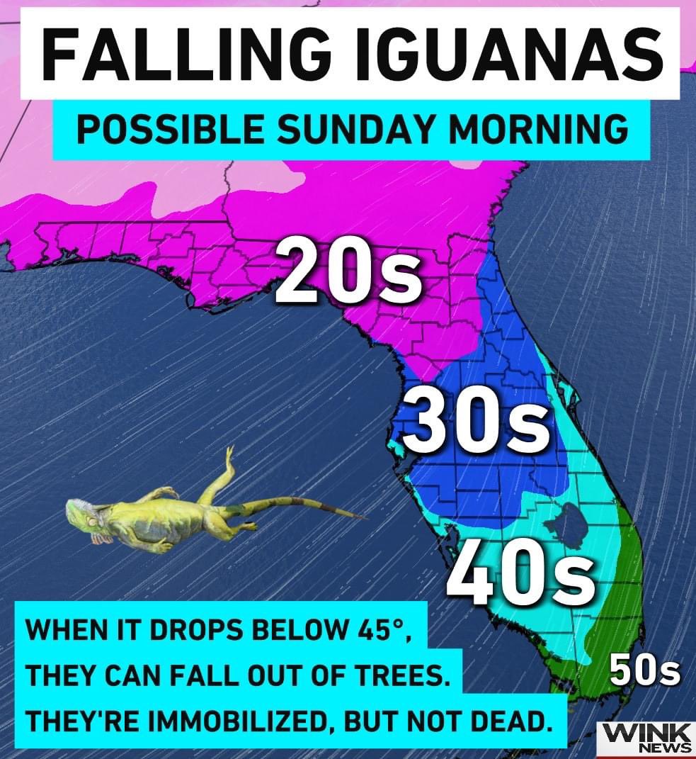 *FALLING IGUANAS* possible this weekend in Southwest Florida as the coldest air of the season moves in Sunday morning. We have a pretty sizable iguana population from Sanibel to Cape Coral to Naples. Locally, lows will dip into the 40s, wind chills in the 30s by sunrise. 🥶🦎