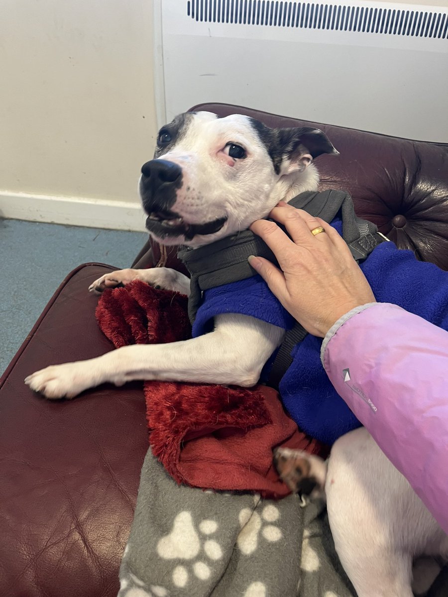 Moz0373Runner's tweet photo. Milly, Oscar and Skye looking for their forever homes. Absolute sweethearts. @BleakholtUK - #cuddleclub #AdoptDontShop be patient, persevere and they will give you all their love. ❤️ 🥰🐶 https://t.co/WWy7FSqyEA