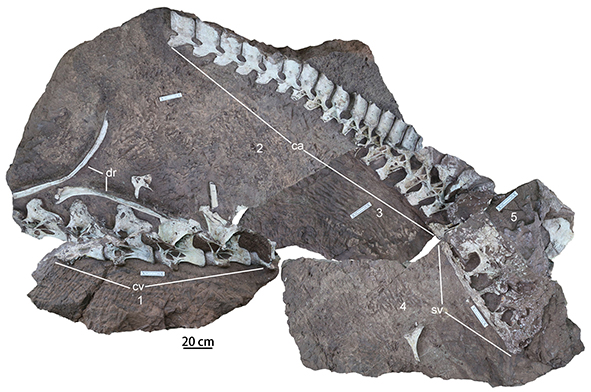 New: Han et al. – A new titanosaurian sauropod, Gandititan cavocaudatus gen. et sp. nov., from the Late Cretaceous of southern China doi.org/10.1080/147720…