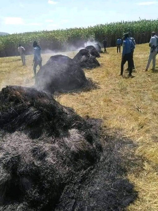 AbrarSuleiman's tweet photo. ተጀምሯል!

#Fano is not terrorist, fascist Abiy is!

The regime has burnt harvested crops of farmers as starvation strategy so #Amharas kneel down to the regime.

This week security forces have burned harvested crops in #Dera district, #Oromia region.
Stop #AmharaGenocide https://t.co/ZqrR3zZd41