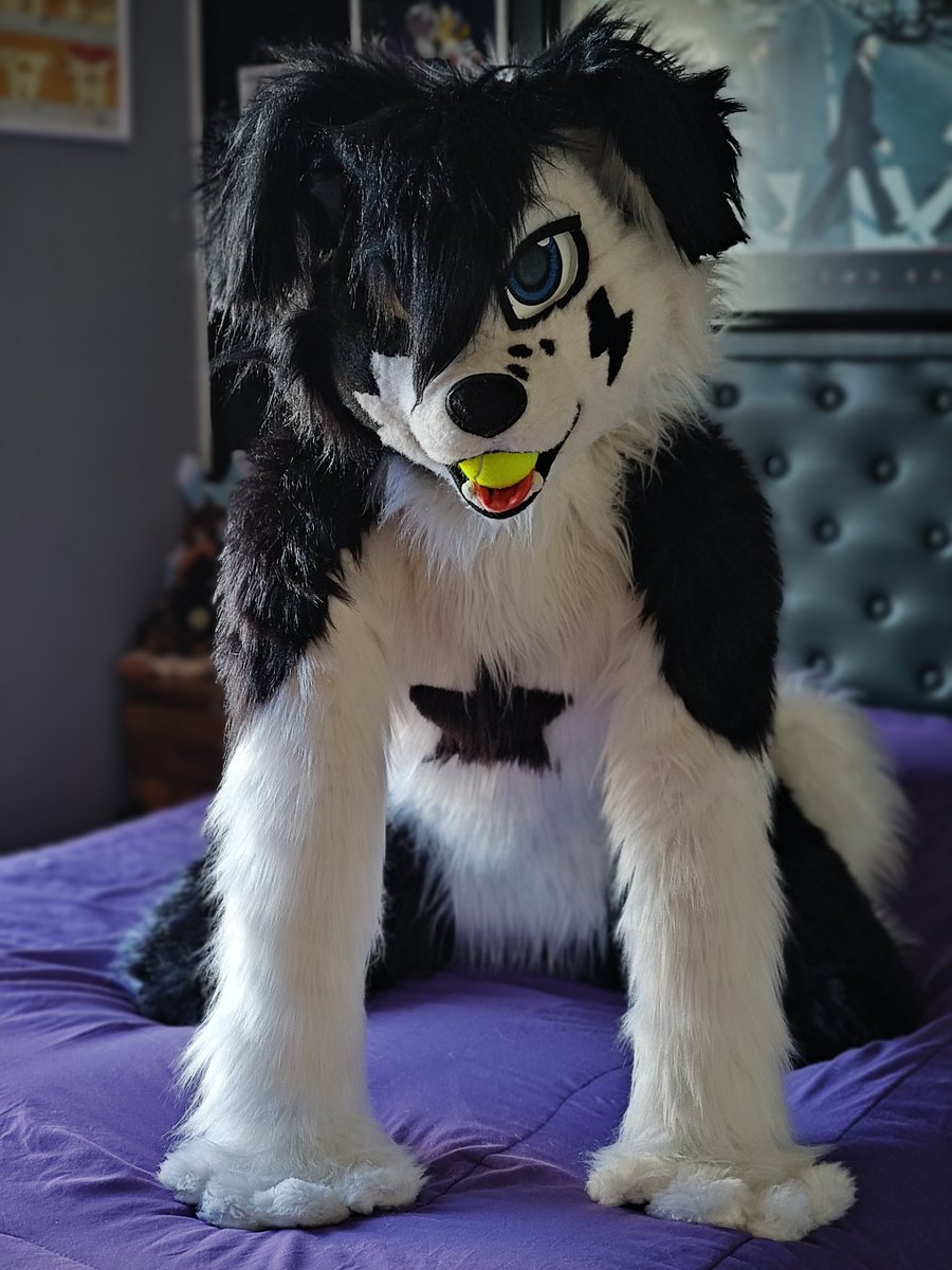 Pochi Collie 🖤🤍 tweet media