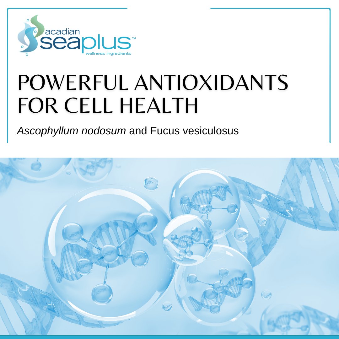 Nourish your body from within! Antioxidants found in Ascophyllum nodosum and Fucus vesiculosus seaweeds can help rejuvenate your cells, supporting healthy hearts, skin and minds. acadianseaplus.com/health-benefit… #AcadianSeaPlus #Ascophyllumnodosum #Wellness