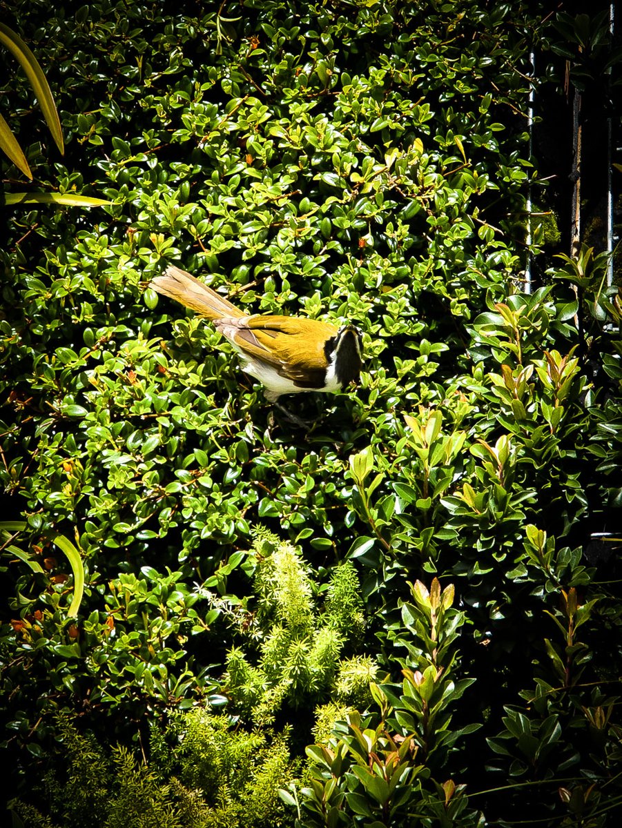 Greenroofs.com tweet media