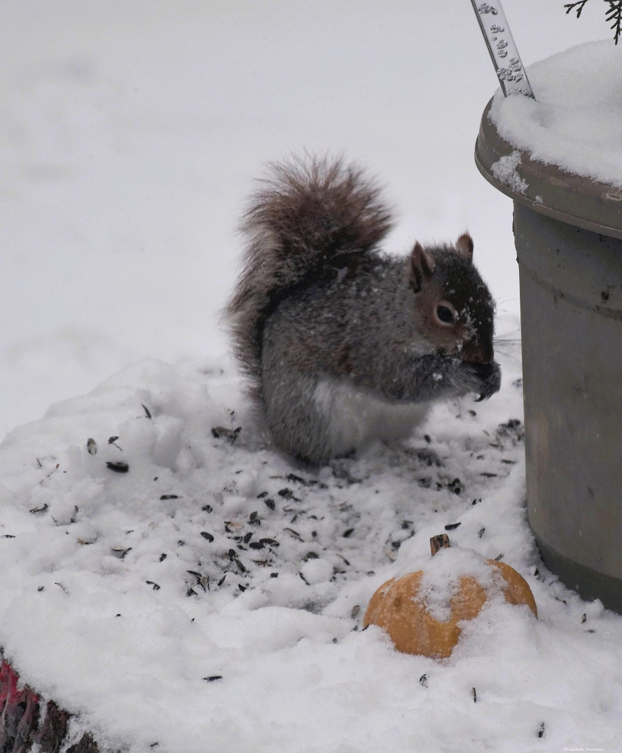 #Winterwatch #squirrel #NewJersey