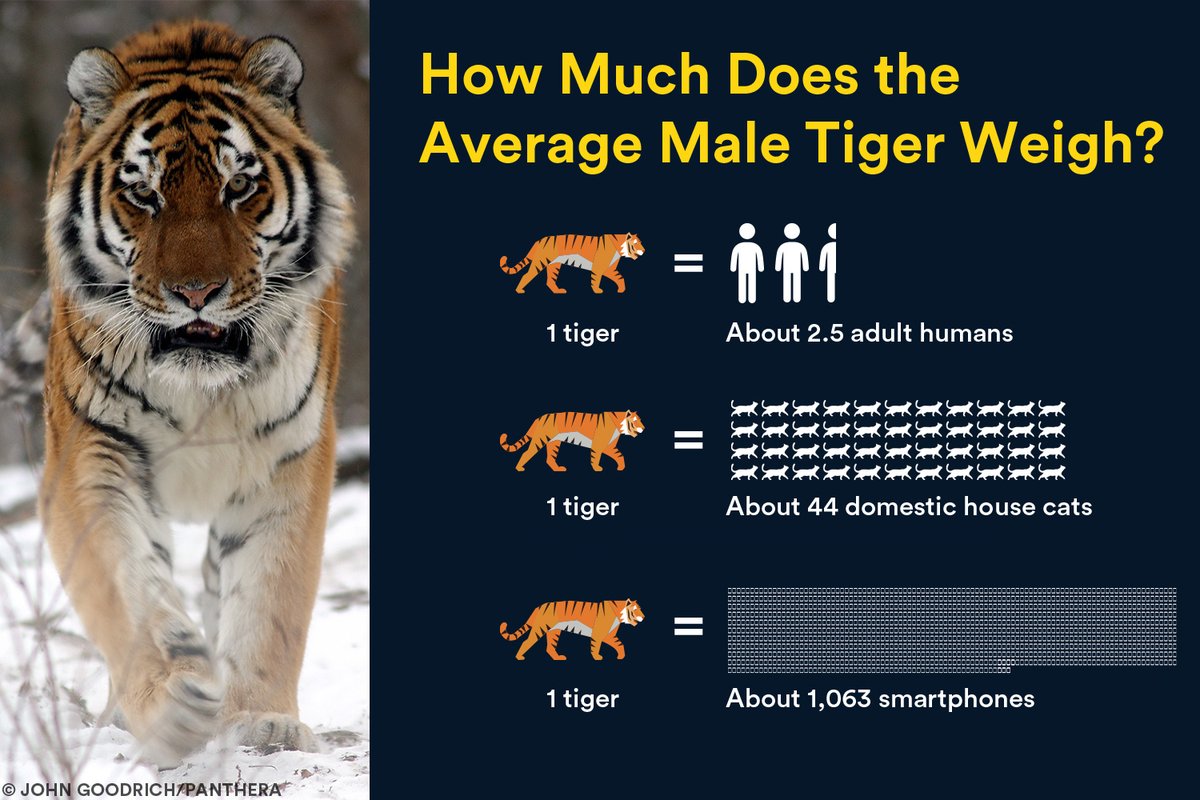 🐅❓⚖️ How big are male tigers, anyway? The average adult male tiger can weigh about 200 kg, or 440 lbs. That's the size of about 2.5 adult humans, 44 house cats or about 1,063 smartphones!