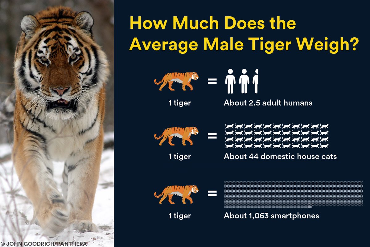 PantheraCats's tweet photo. 🐅❓⚖️ How big are male tigers, anyway? The average adult male tiger can weigh about 200 kg, or 440 lbs. That's the size of about 2.5 adult humans, 44 house cats or about 1,063 smartphones! https://t.co/sLi2jqb9th