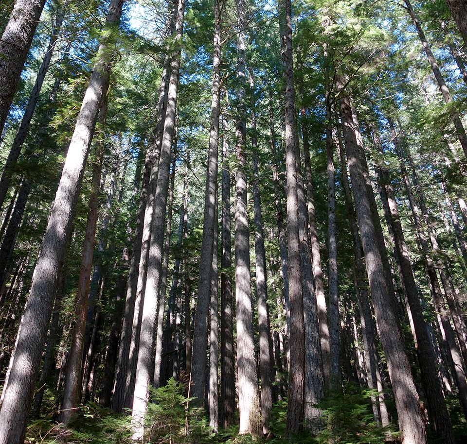 As part of our commitment to timber management, we strive to maintain &amp; enhance the long-term forest productivity of our sites. Learn about our approach to maintain a sustainable, economically-viable, healthy and safe forest environment that benefits the communities we serve.