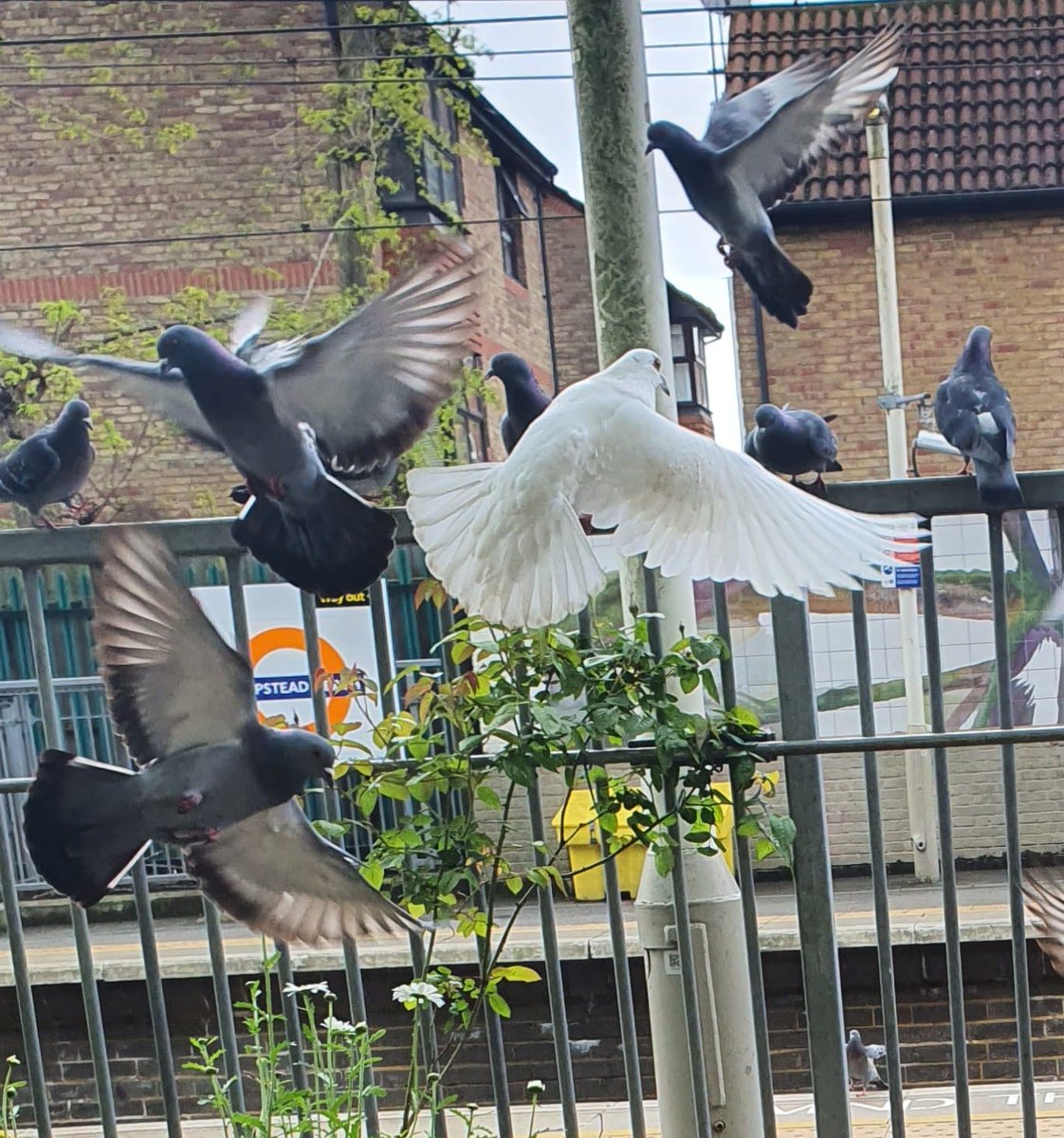 Attention all twitchers: 3 opportunities to join us for RSPB @Natures_Voice #BigGardenBirdWatch 2024: 🐦26 Jan, 13-14:00 @ Brondesbury Park 🐤27 Jan 10-11:00 @ Hampstead Heath 🐦27 Jan 13-14:00 @ Bush Hill Park Meet new friends, count birds, all welcome! DM to sign up 😎