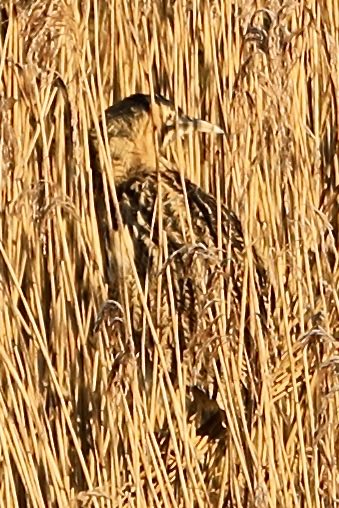 Stuart91050315's tweet image. Bittern hide   Busy day around the hide bittern showing a bit better but good to see the swans made a dramatic entrance skidding across the ice plus the kingfishers showing well also ⁦@CAWOSBirding⁩  ⁦@marburypatch⁩