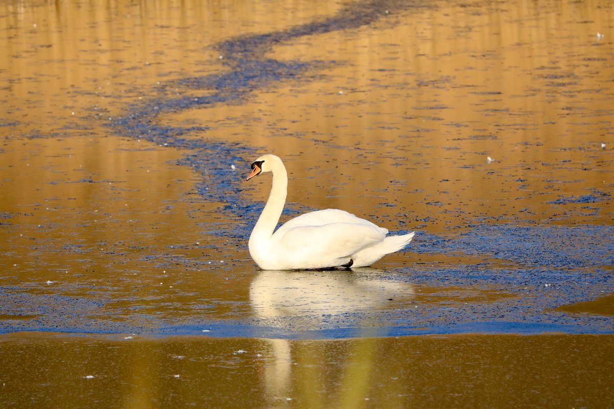 Stuart91050315's tweet image. Bittern hide   Busy day around the hide bittern showing a bit better but good to see the swans made a dramatic entrance skidding across the ice plus the kingfishers showing well also ⁦@CAWOSBirding⁩  ⁦@marburypatch⁩