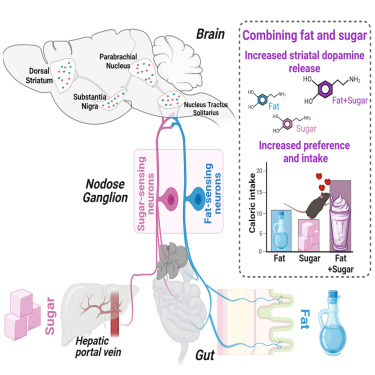 New! Online now: Separate gut-brain circuits for fat and sugar reinforcement combine to promote overeating dlvr.it/T1YgsV