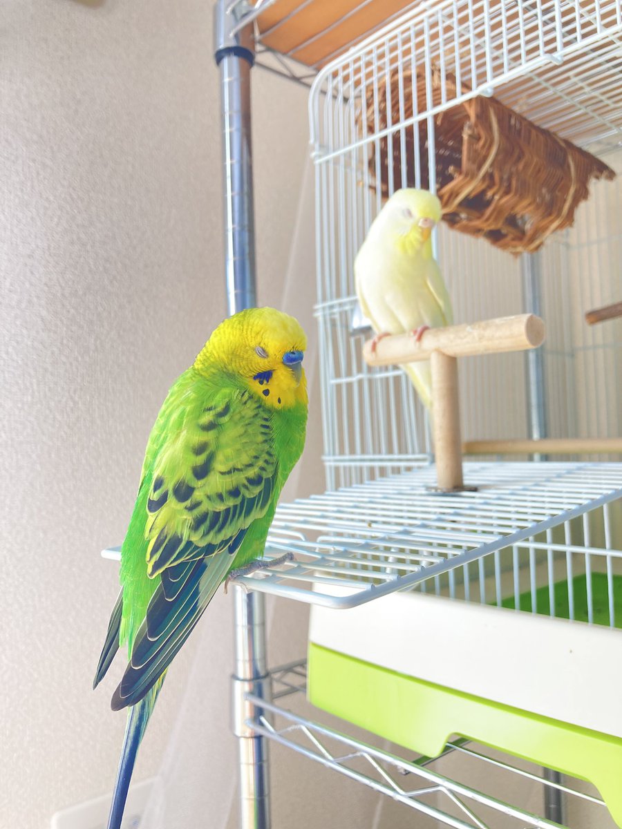 tuki_tw's tweet photo. 本日のお写真もう一つ
あっきぃandべりーのお昼寝💓 https://t.co/SO24vGLMeb