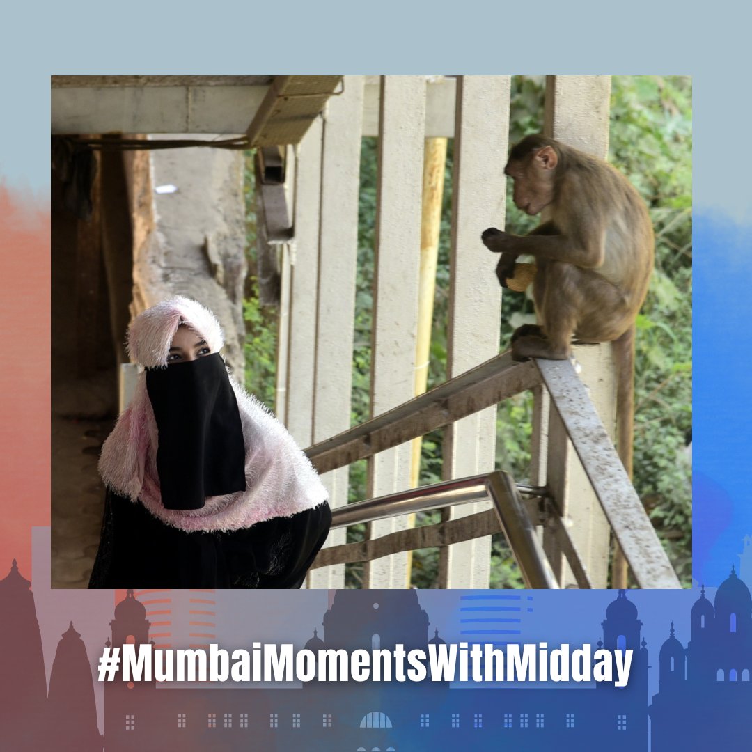 A monkey was spotted on a railway footover bridge in Mankhurd, Mumbai. Discover Mumbai through Midday’s lens. Celebrate everyday moments from across our vibrant City of Dreams. 📸: @iamATULKAMBLE #MumbaiMomentsWithMidday #Photography #Moments #Click #Explore #Mumbai